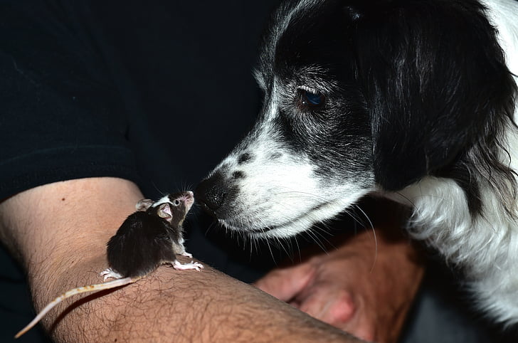 black rodent on person's arm in front of adult border collie