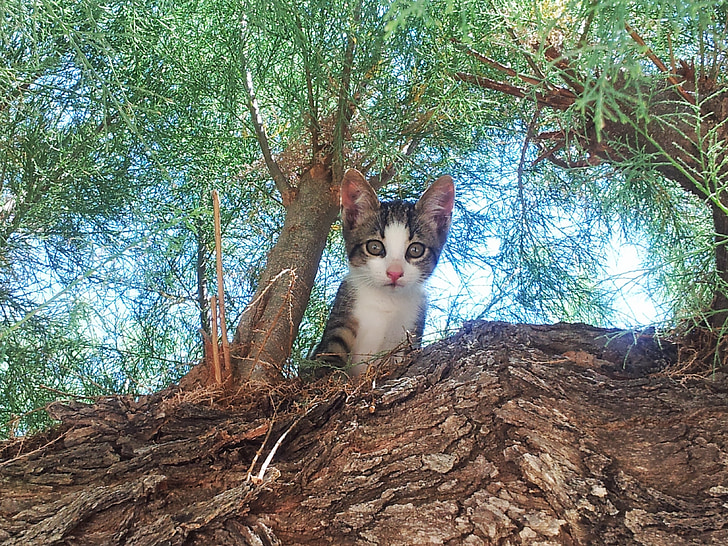 brown tabby kitten near tree