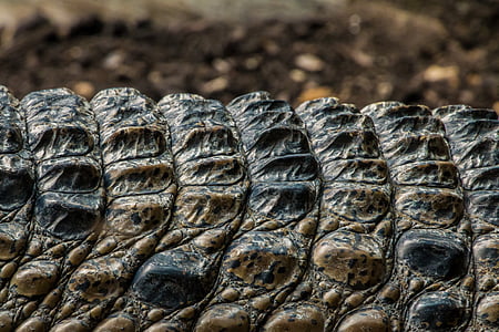 selective focus photo of brown and black crocodile's scales