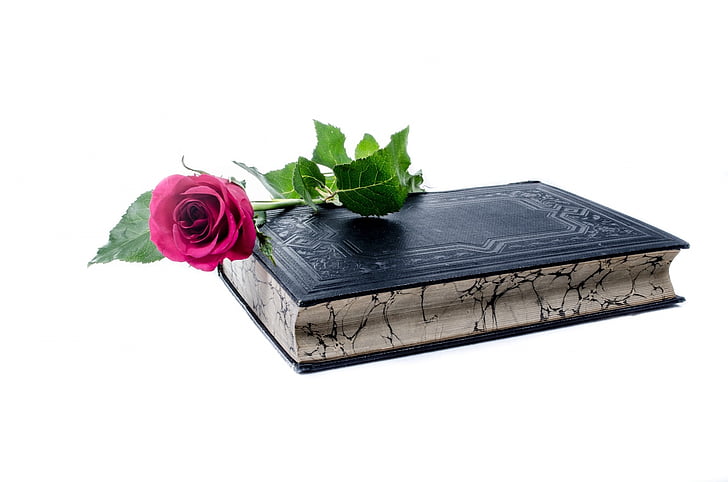 pink rose on top of book