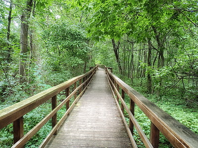 empty brown wooden pathway between green trees during daytime