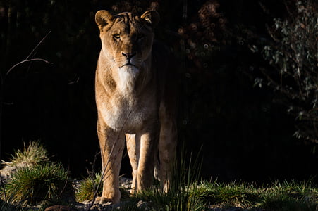 lioness standing on ground