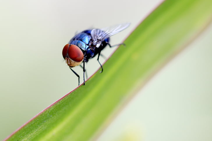 macro photography of blue flies