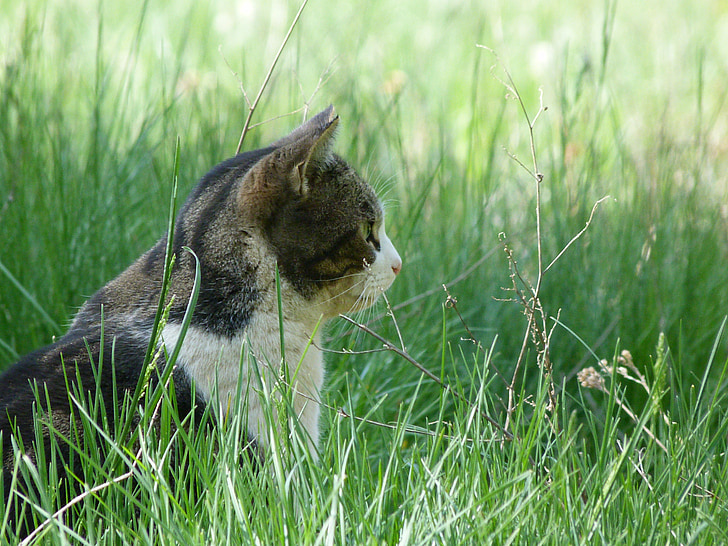 brown and white tabby cat on green grass