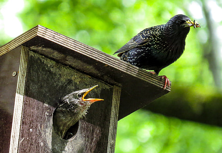 black bird on top of brown wooden birdhouse