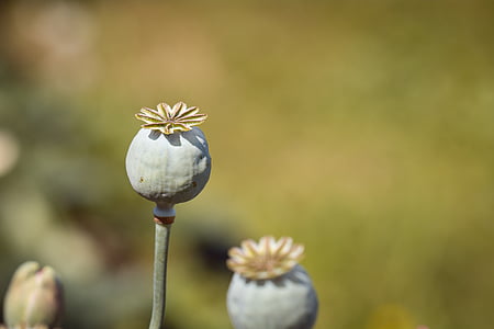 close-up photography of green poppy flower buds
