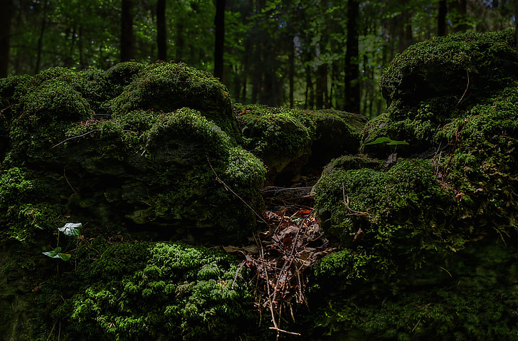 green mossy forest view