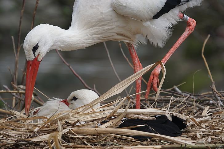 two white birds on nest