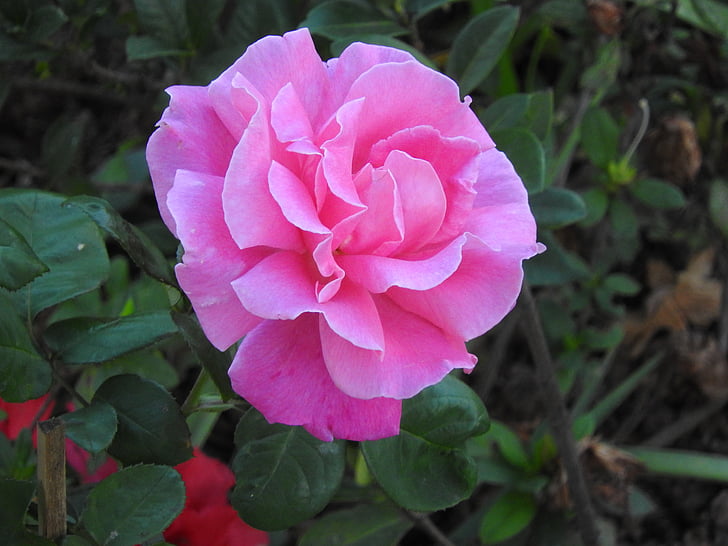 pink rose in bloom at daytime