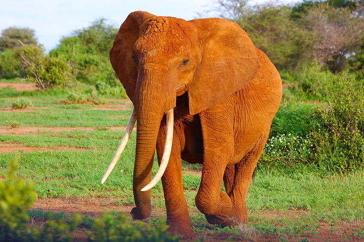 brown elephant walking on green grass