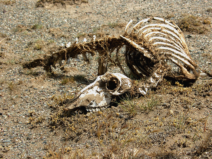 animal skeleton on field