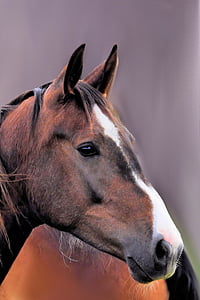 close view of brown and white fur horse