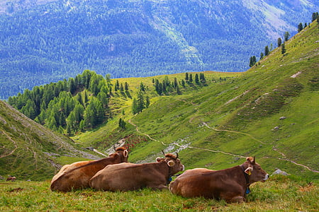 three brown cows on hill with grasses