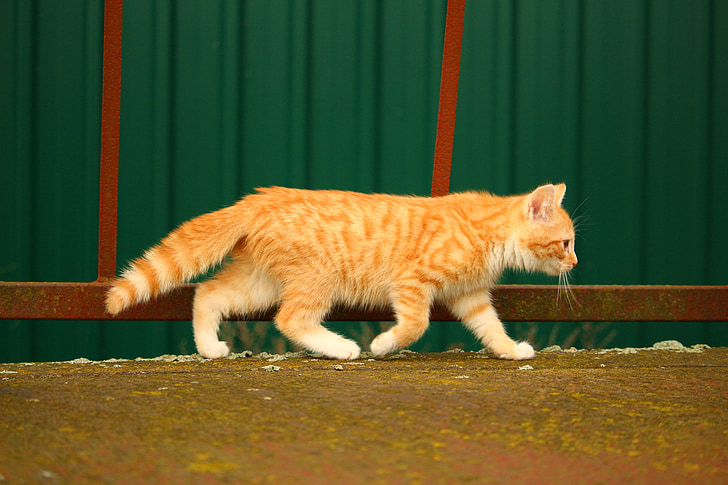 orange tabby cat walking on street