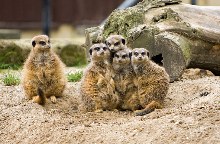 five brown meerkats