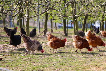 flock of brown and black hens near green leaf plants during daytime