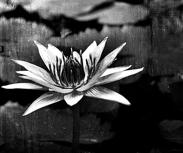 grayscale photography of white flower
