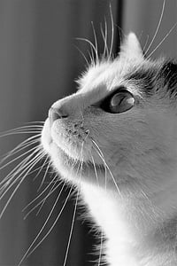 grayscale photo of short-coated cat