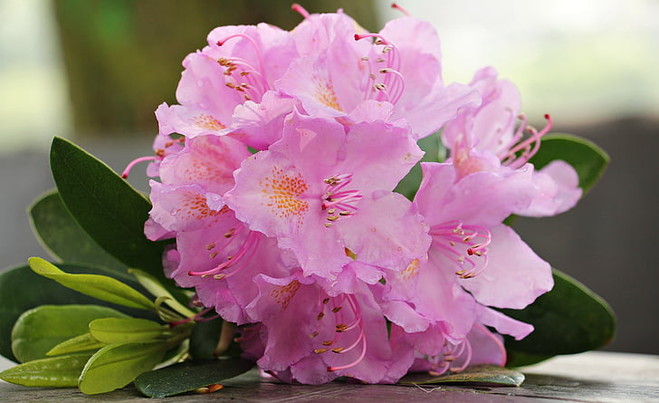 closeup photography of pink cluster flowers on gray surface