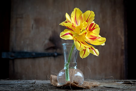 yellow and red petaled flower in vase on top of table