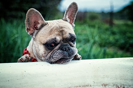 selective focus photography of adult fawn French bulldog
