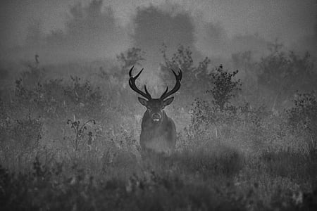 deer standing on grass grayscale photography