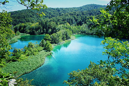 body of water and forest during daytime