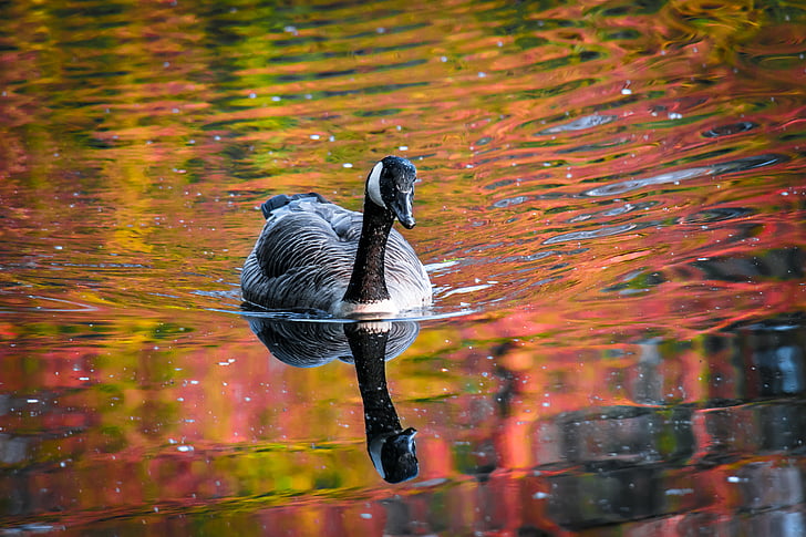 gray swan on water