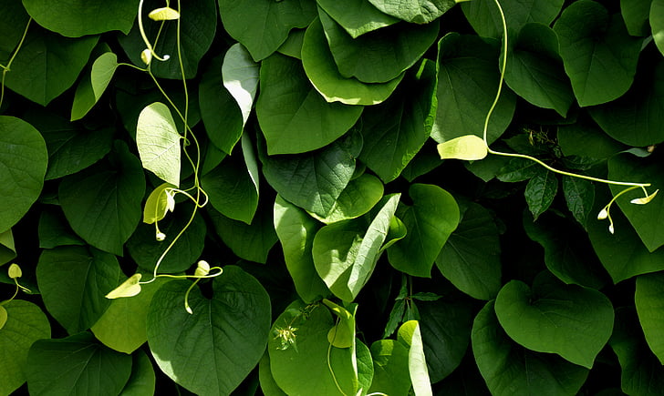 closeup photograph of green vine plants
