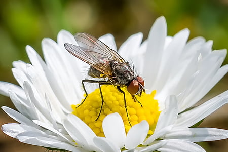 selective focus photography of housefly perched on white daisy flower