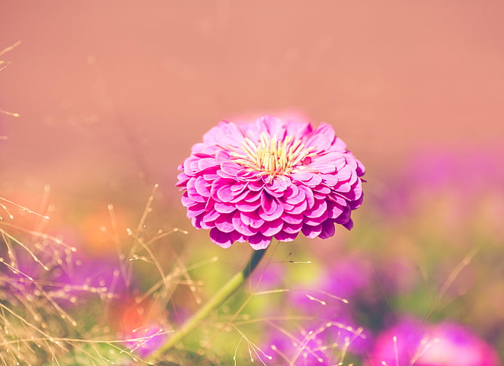close-up photography of pink petaled flower in bloom during daytime