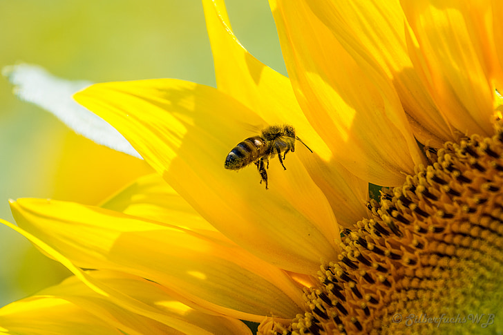 yellow and black bee near yellow sunflower closeup photo