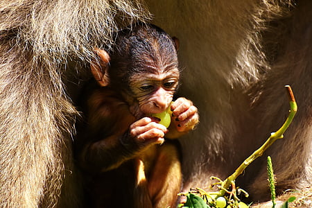 brown monkey eating grape