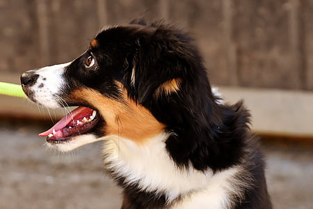 focus photography of Bernese mountain dog puppy