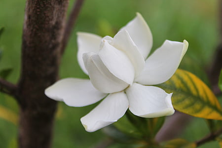 white gardenia in close-up photography