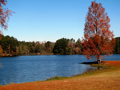red leafed tree beside body of water