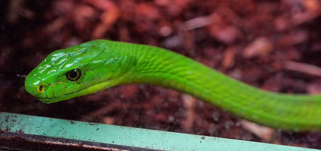 green snake in closeup photography