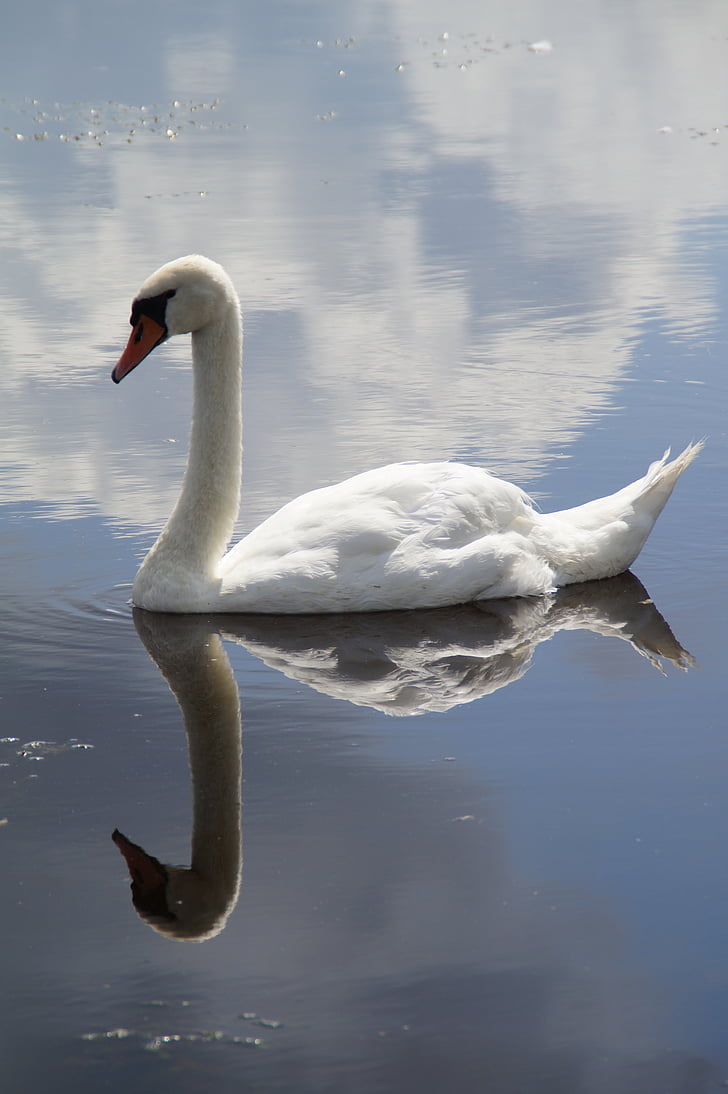 reflection of swan on calm water under gray sky during daytime