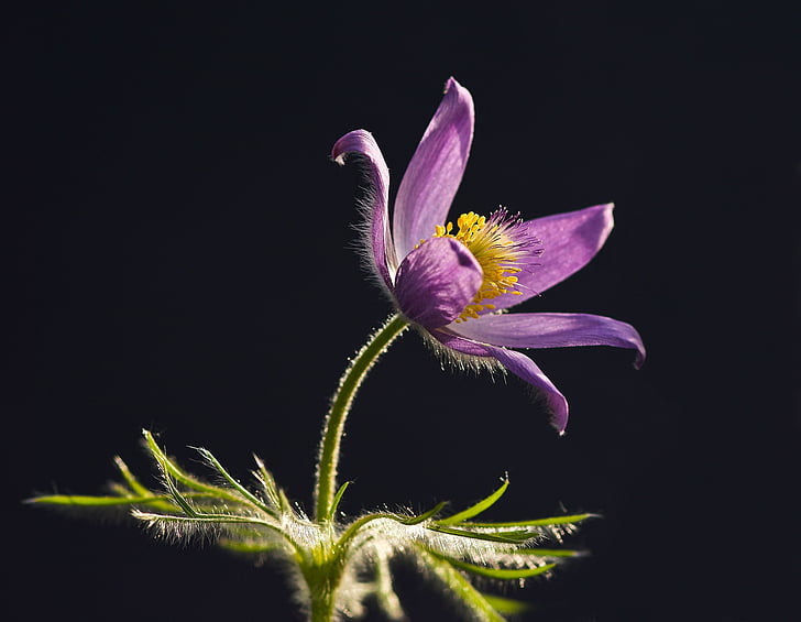 selective focus photography of purple Pulsatilla flower