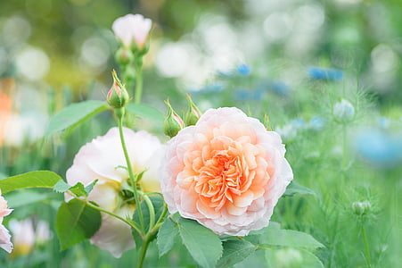 selective focus photography of white and orange peony flower