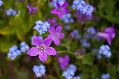 purple campanula flowers and forget-me-not flowers closeup photography