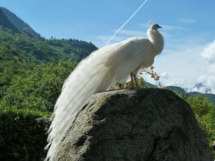 photo of white peacock standing on rock