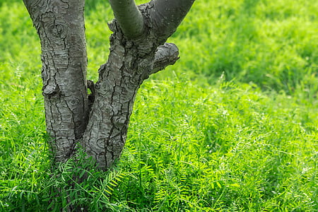 tree surrounded green leafed plants