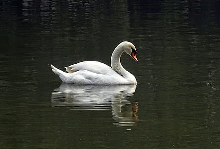 photo of white duck on body of water
