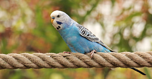 photography of blue and white parakeet