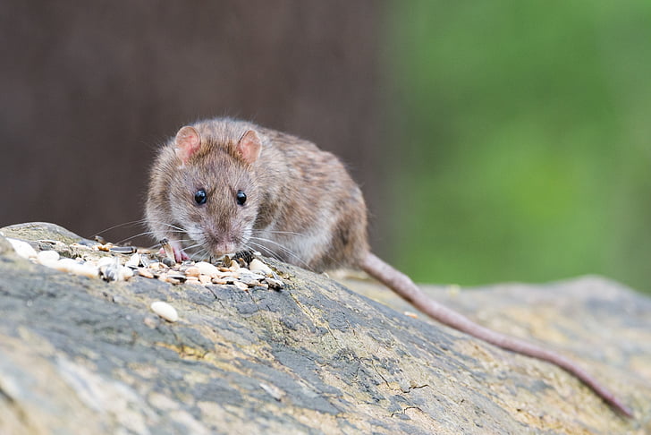 photo of gray rodent on wood log