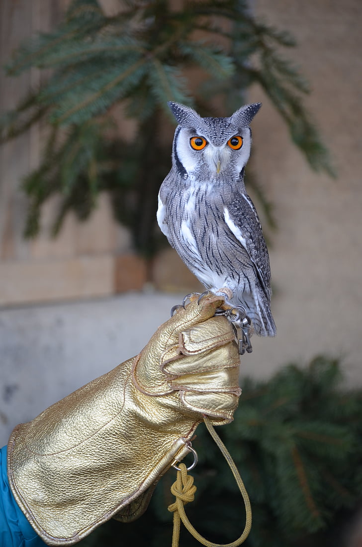 owl perch on human hand