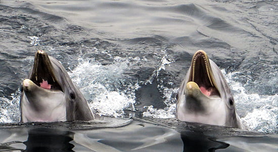 two dolphins on body of water