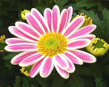pink and white gazania blooms in daytime