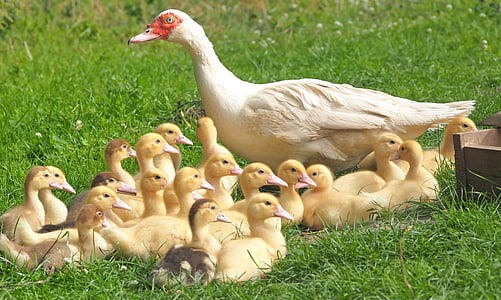 white duck with ducklings walking near green grass at daytime